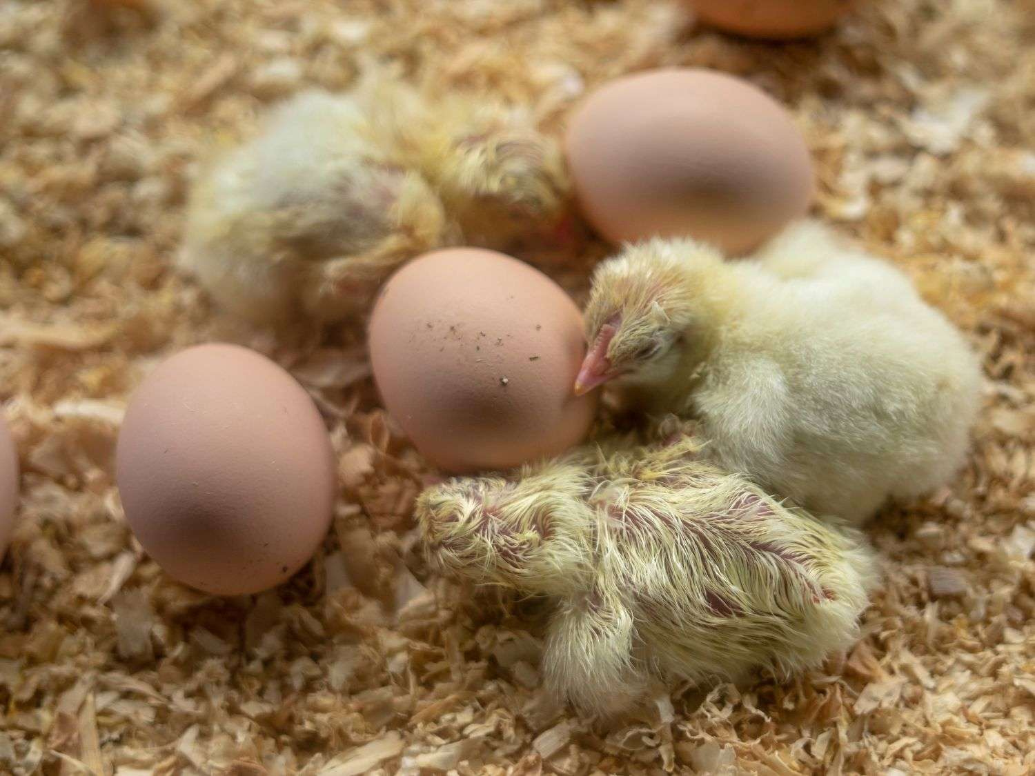 Freshly hatched chicks sitting next to 3 eggs