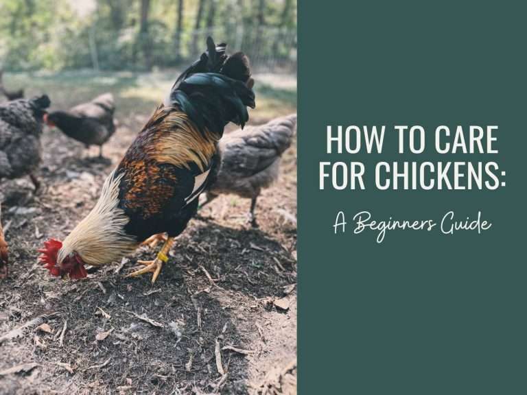 Can Chickens Eat Grapes? Are They Safe? The Homesteading RD