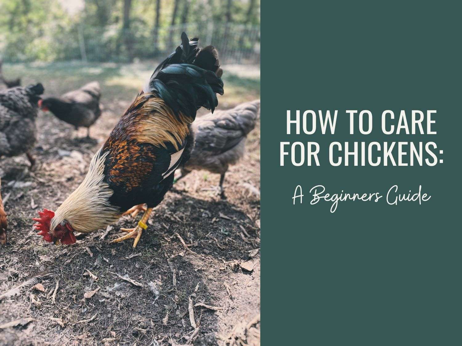 Blog post promo photo for article how to care for chickens