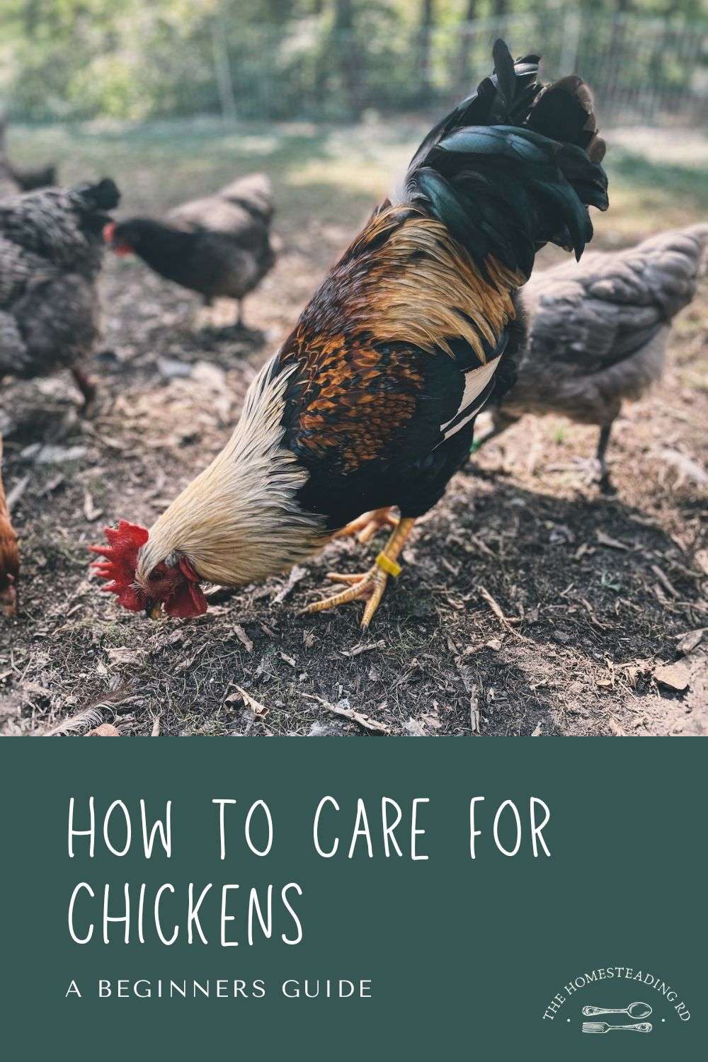 Display photo of the blog post: How to care for chickens