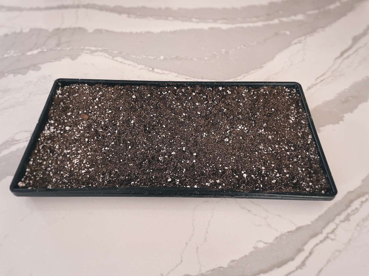 Soil packed into a 1020 growing tray for microgreens