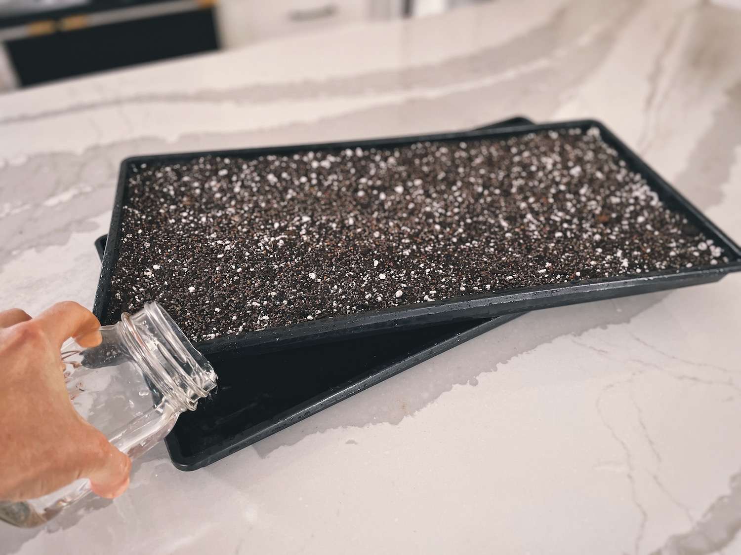 A 1020 growing tray filled with soil and broccoli microgreens seeds. A glass of water is being poured into the bottom tray.