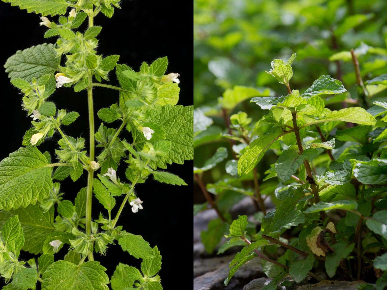 Side by side photo showing the physical differences between lemon balm vs mint