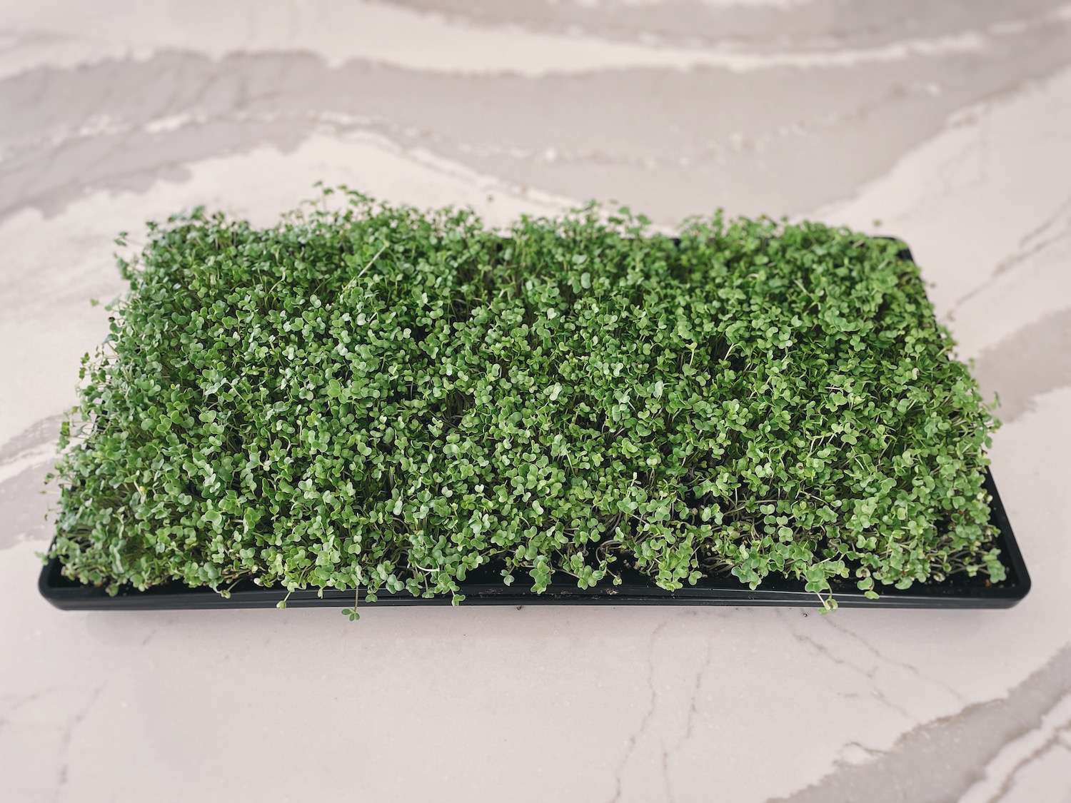 A 1020 growing tray filled with finished broccoli microgreens