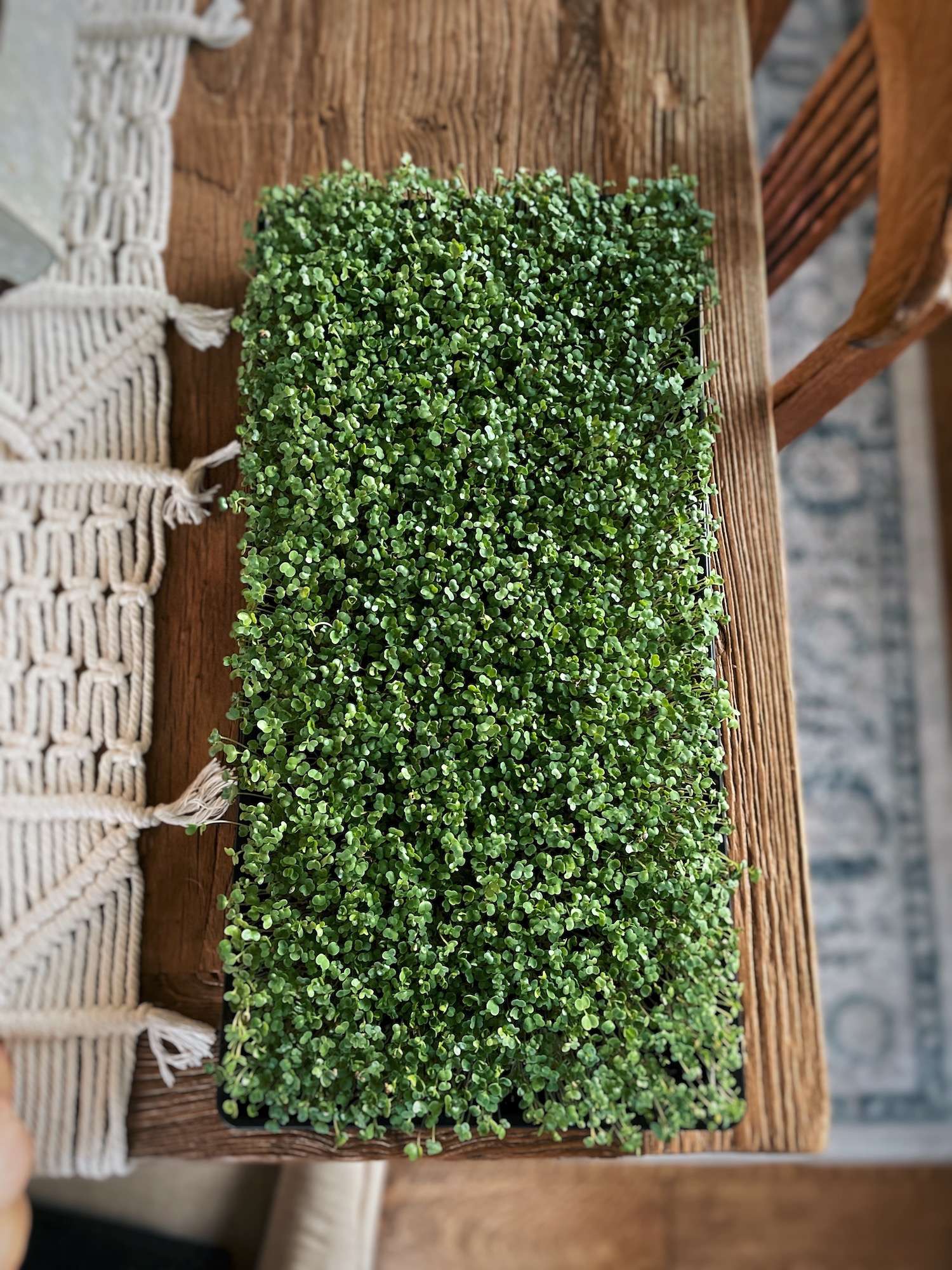 A 1020 tray full of broccoli microgreens sitting on a wooden table