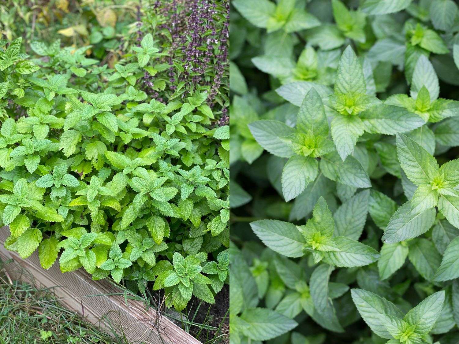 A side by side comparison photo of lemon balm vs mint in the garden