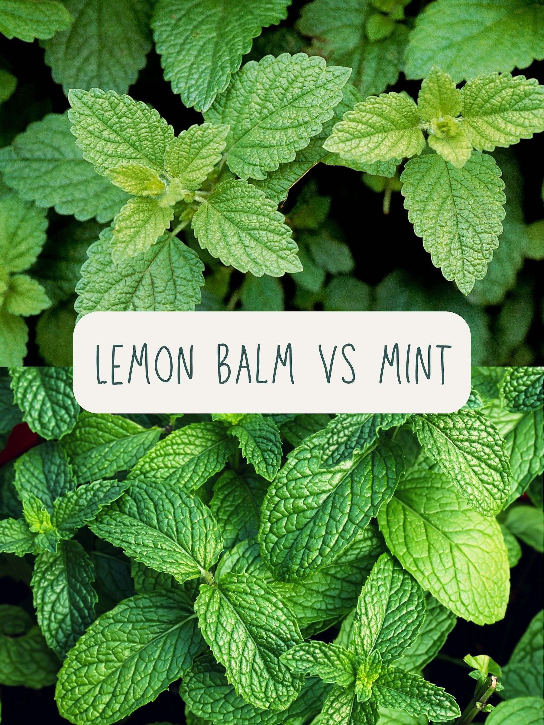 Comparison photo showing lemon balm next to mint