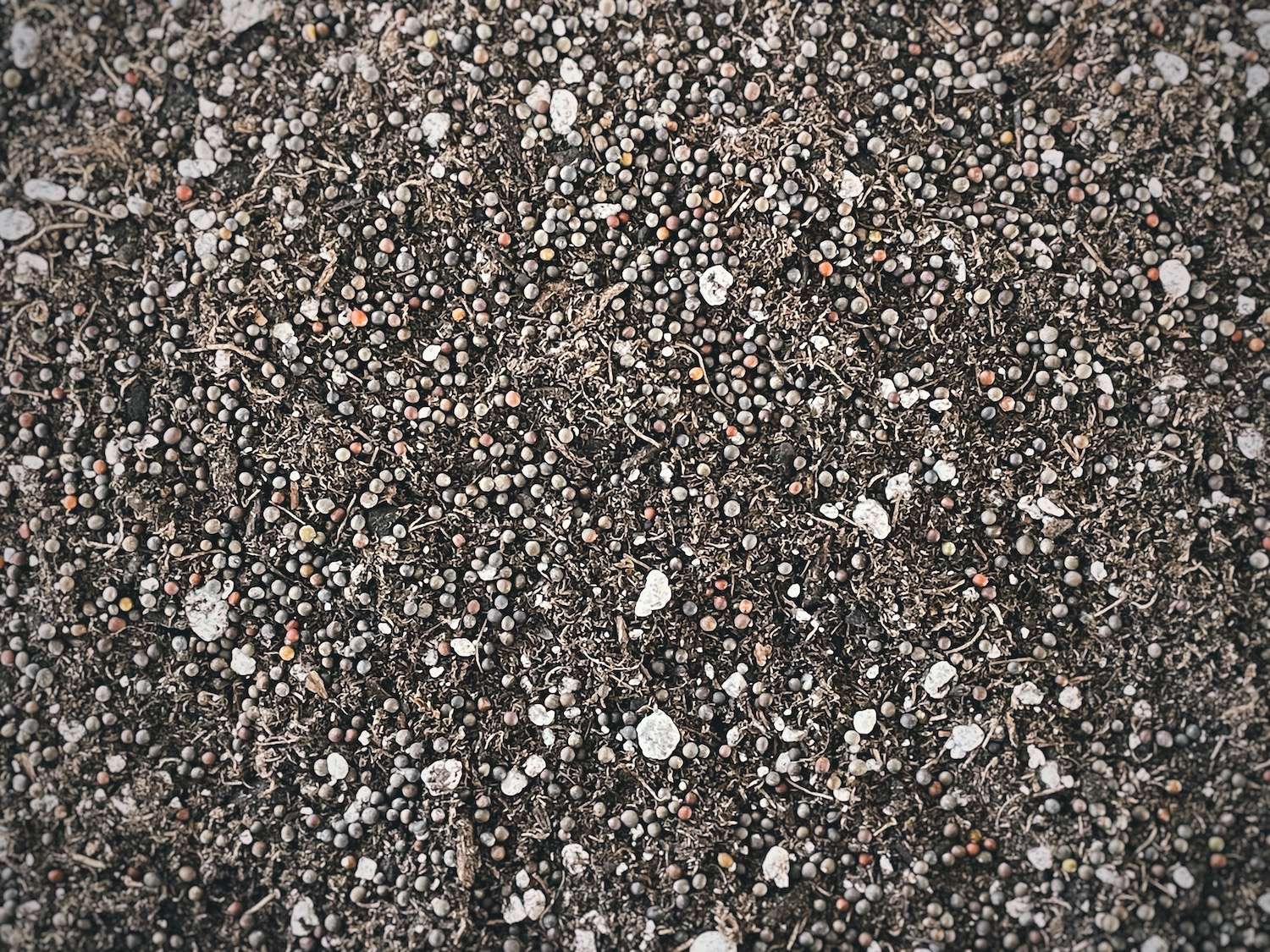 A close up view of the spacing of broccoli microgreen seeds in a 1020 tray