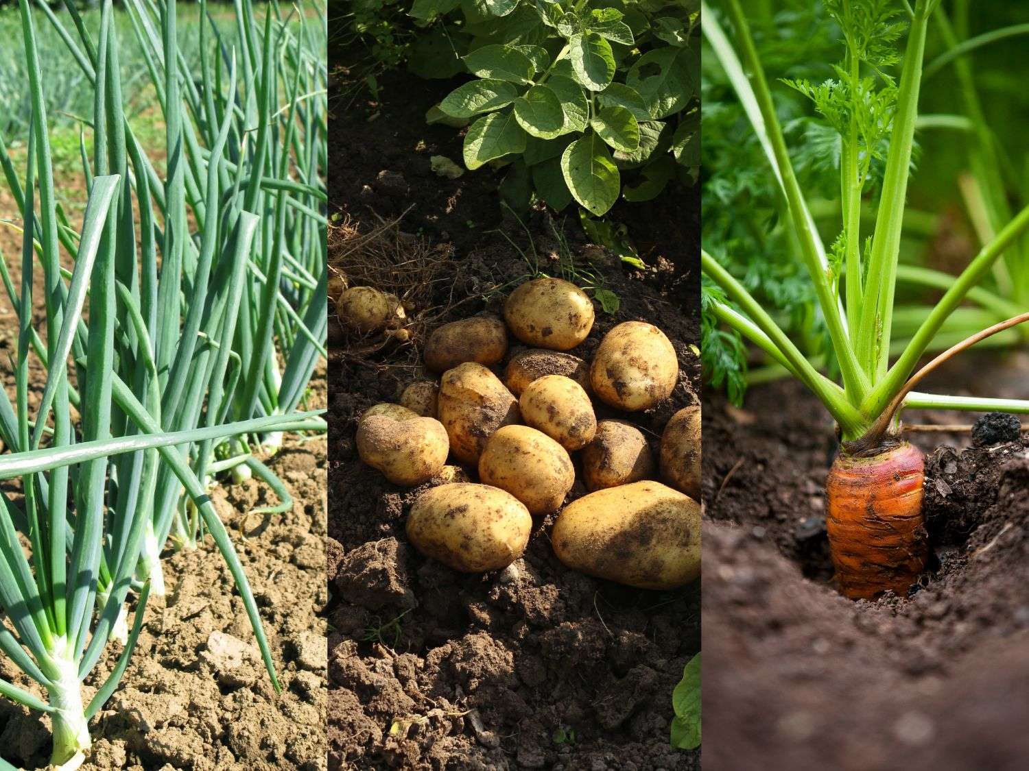 A block of 2 photos: onions, potatoes and carrots