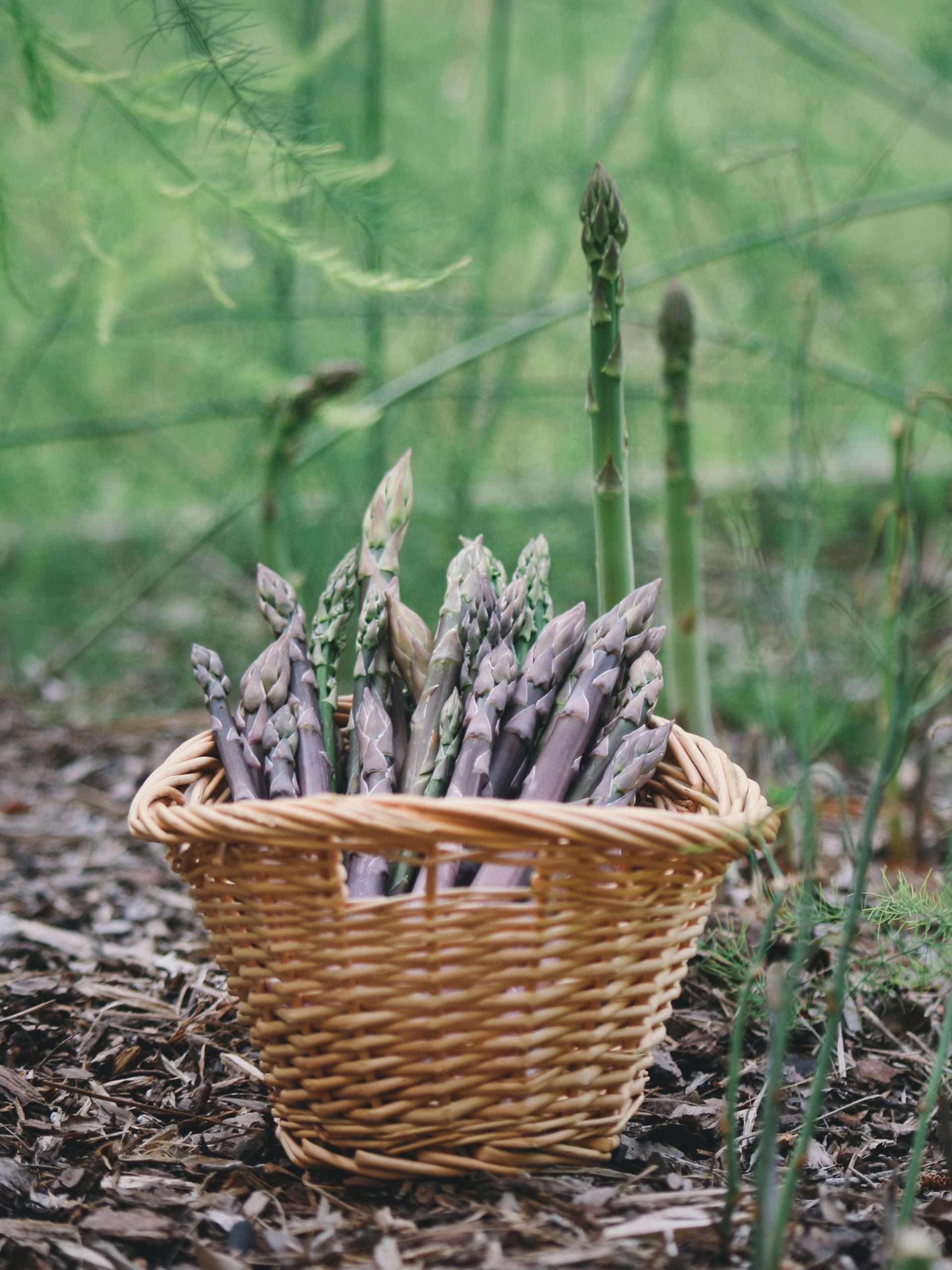 A basket full of asparagus sitting in the garden