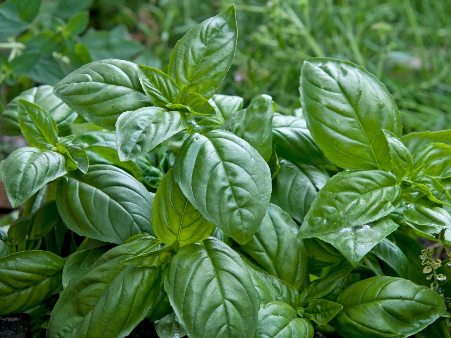 Basil growing in the garden