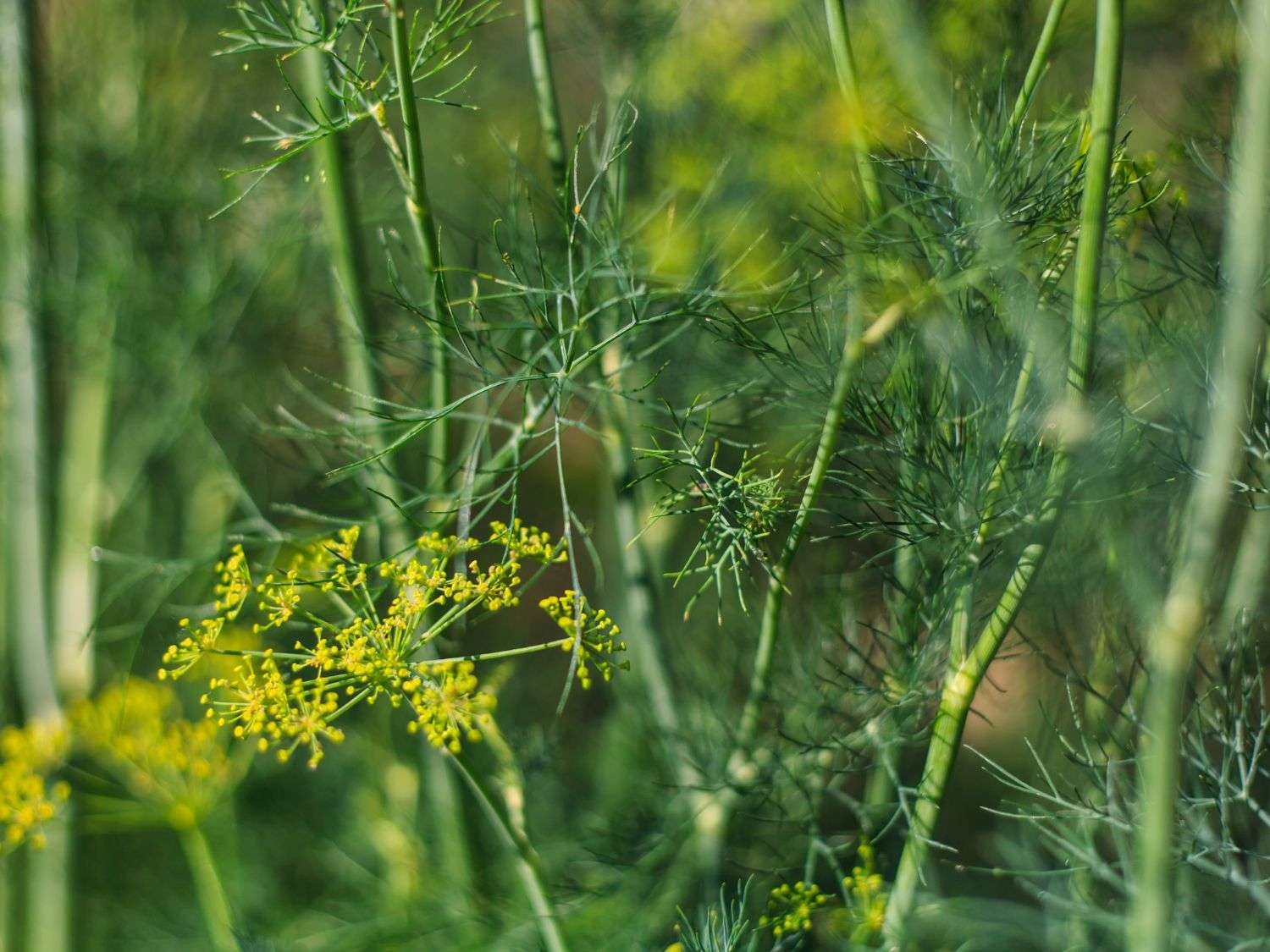 Photo of a flowering dill plant in the garden