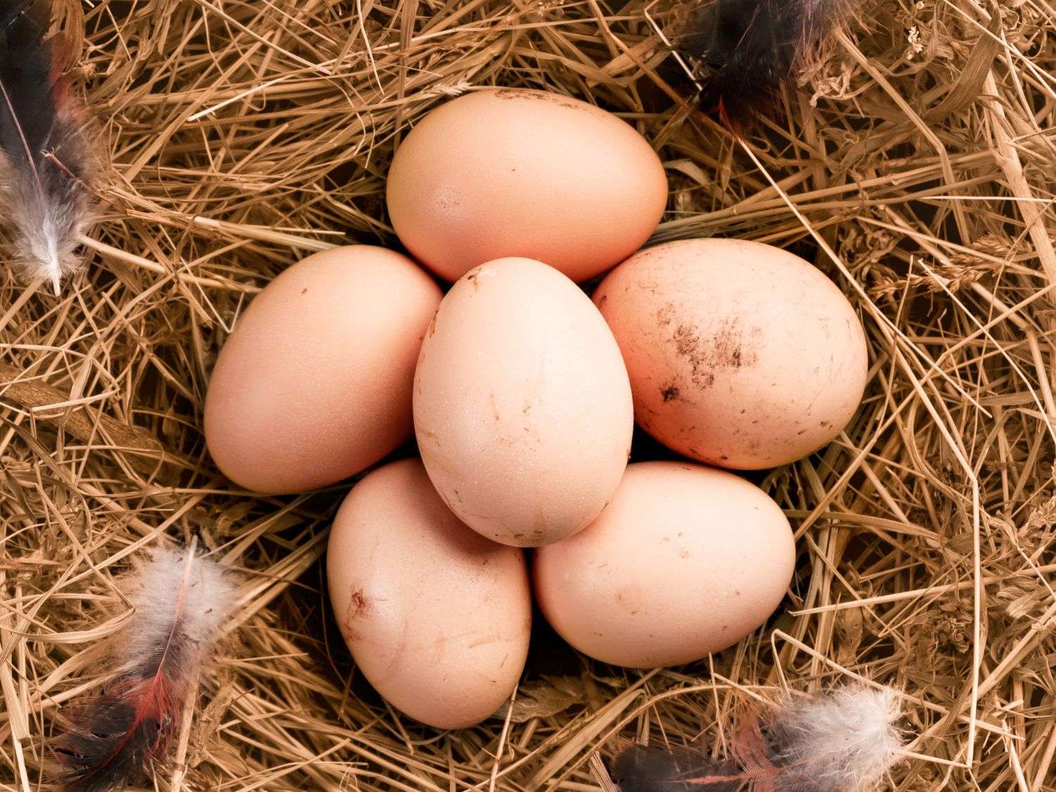 Photo of 6 light brown eggs in a nesting box filled with straw