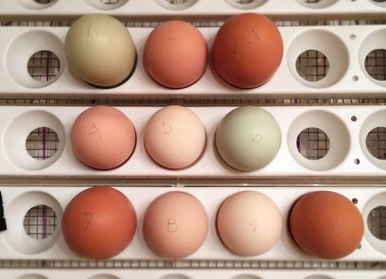 Hatching Chicken Eggs: The Ultimate Beginner’s Guide