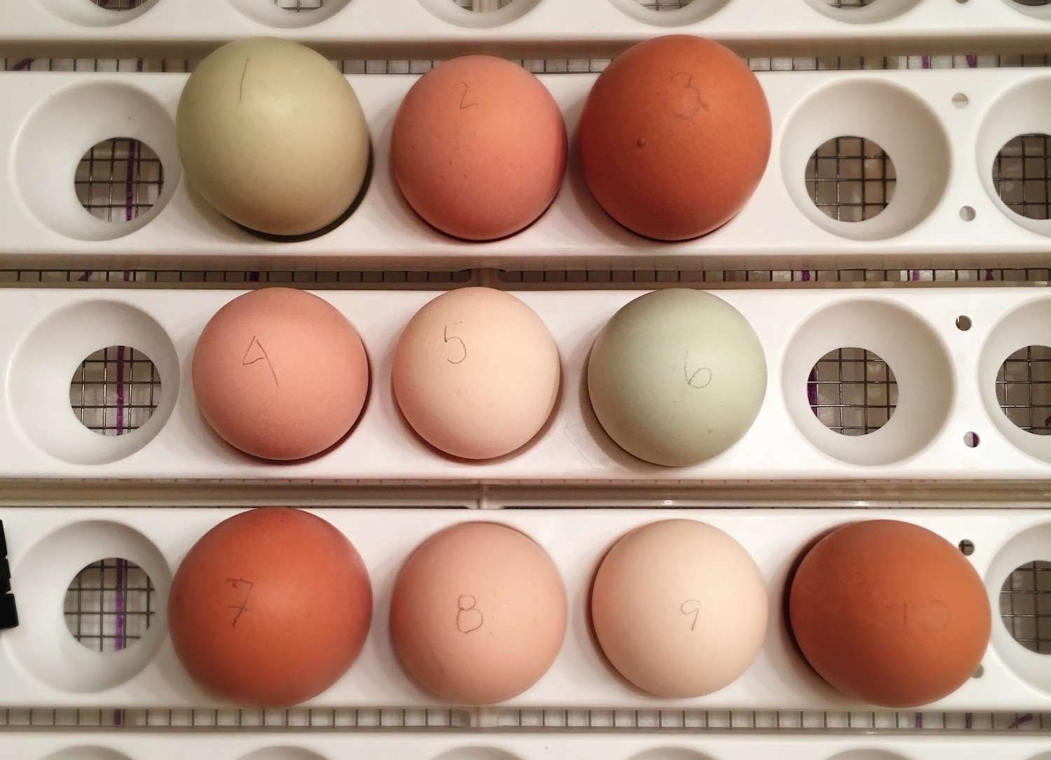 10 eggs in an incubator set in the egg turner