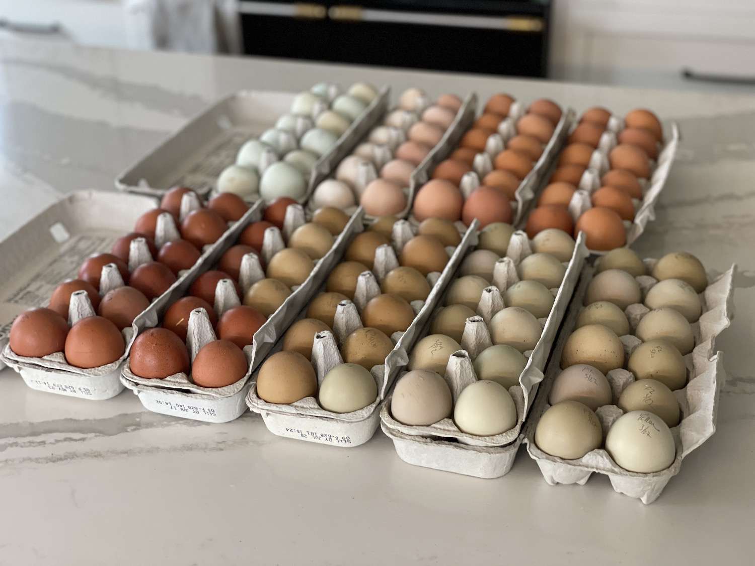 9 dozen fertile hatching eggs out on a kitchen island
