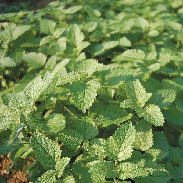 Lemon Balm vs Mint Which One Should You Use and Grow?