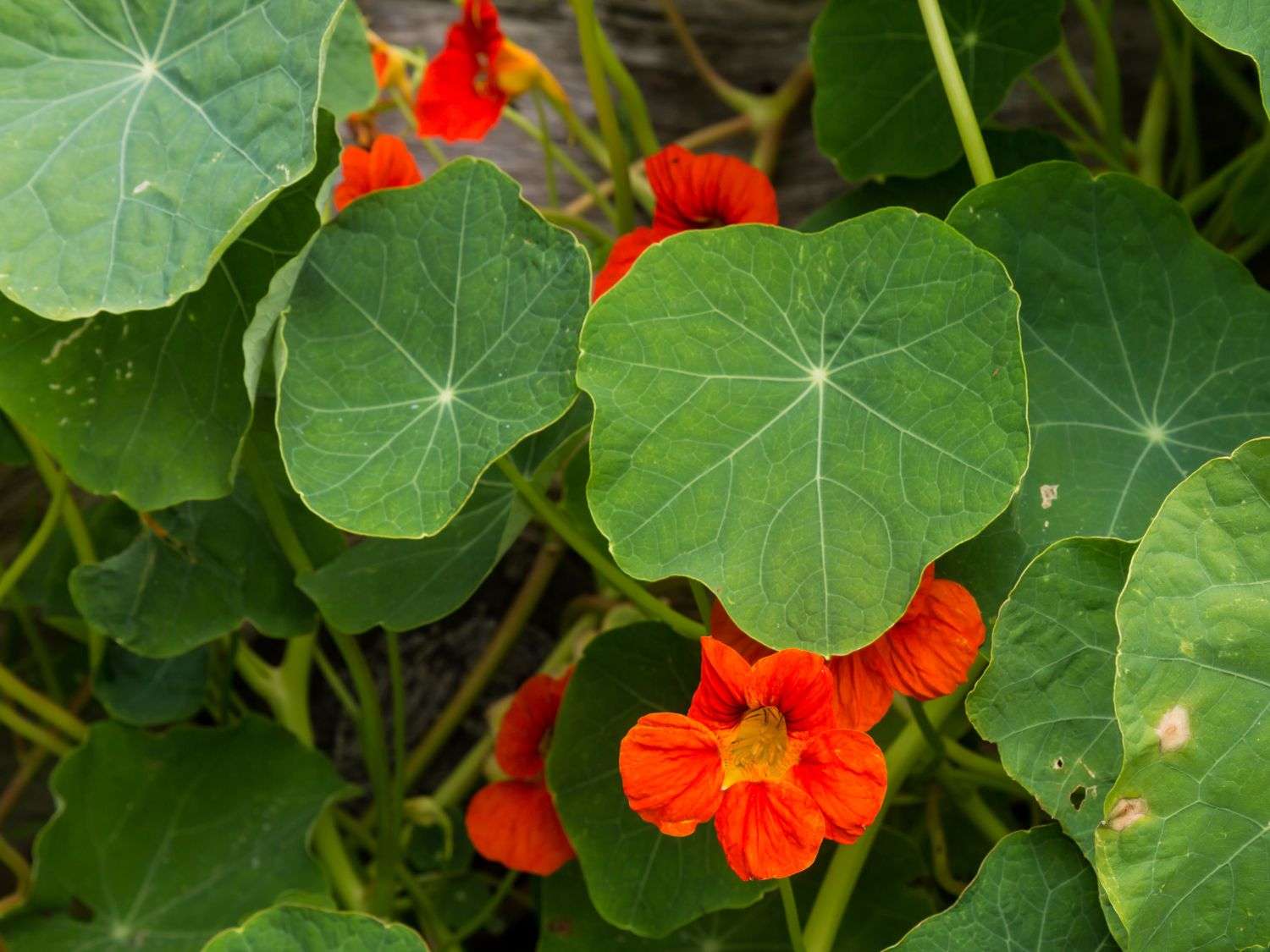 Nasturtiums growing in a garden. A close-up photo.