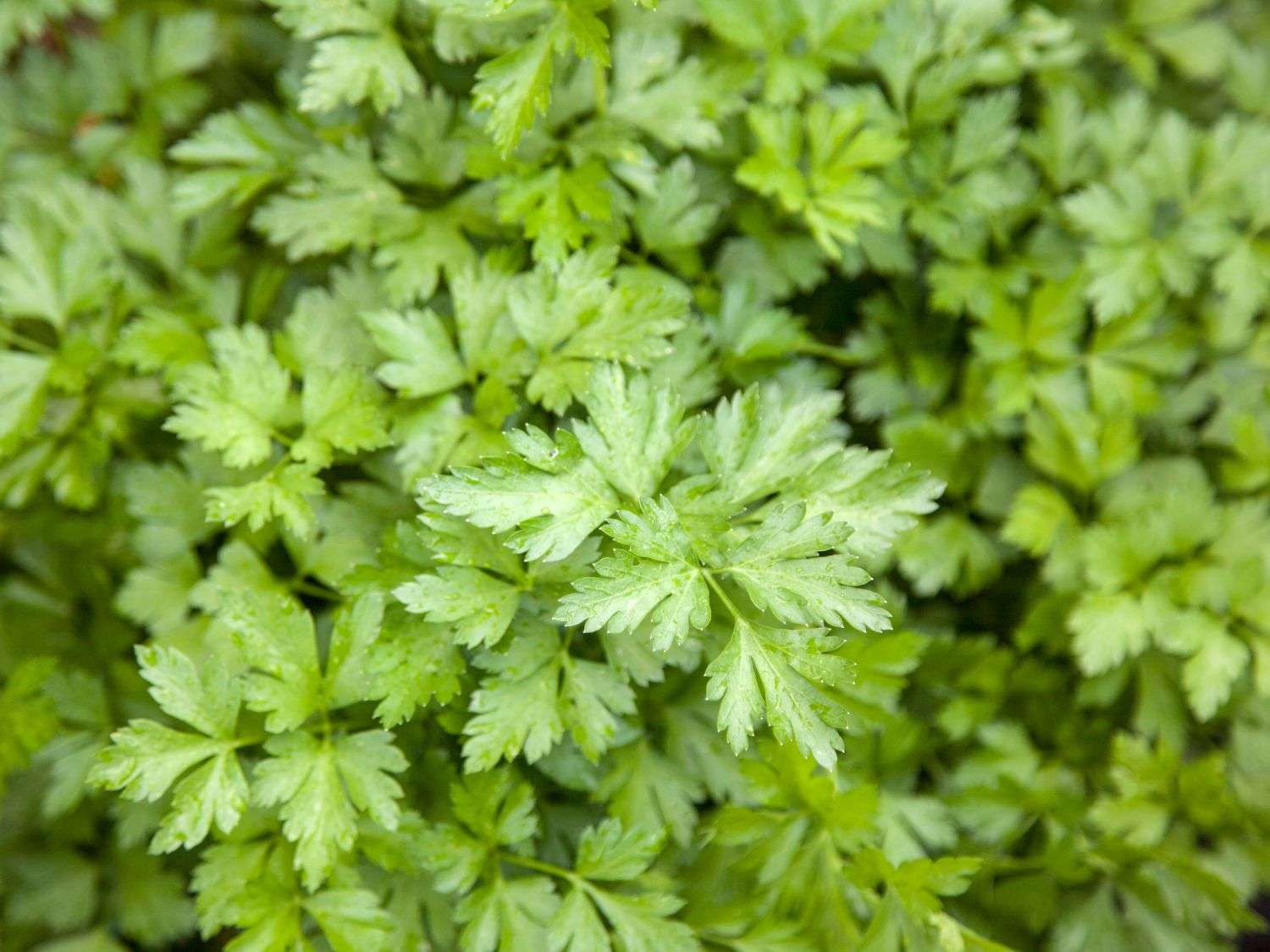 A close up photo of parsley growing in a garden