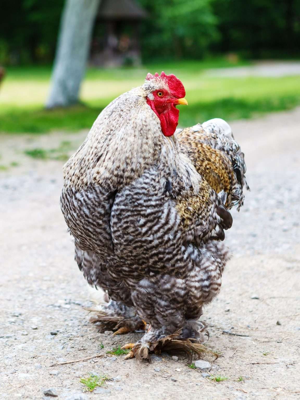 The 7 Best Meat Chickens for Your Homestead