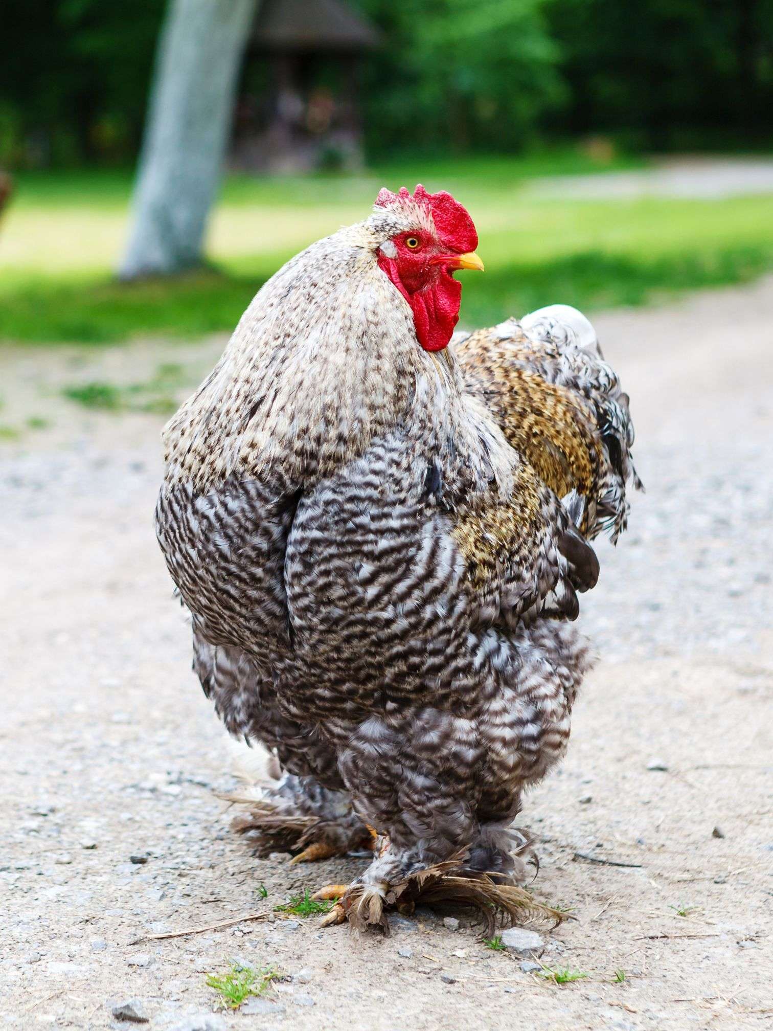 A cochin rooster standing on a driveway