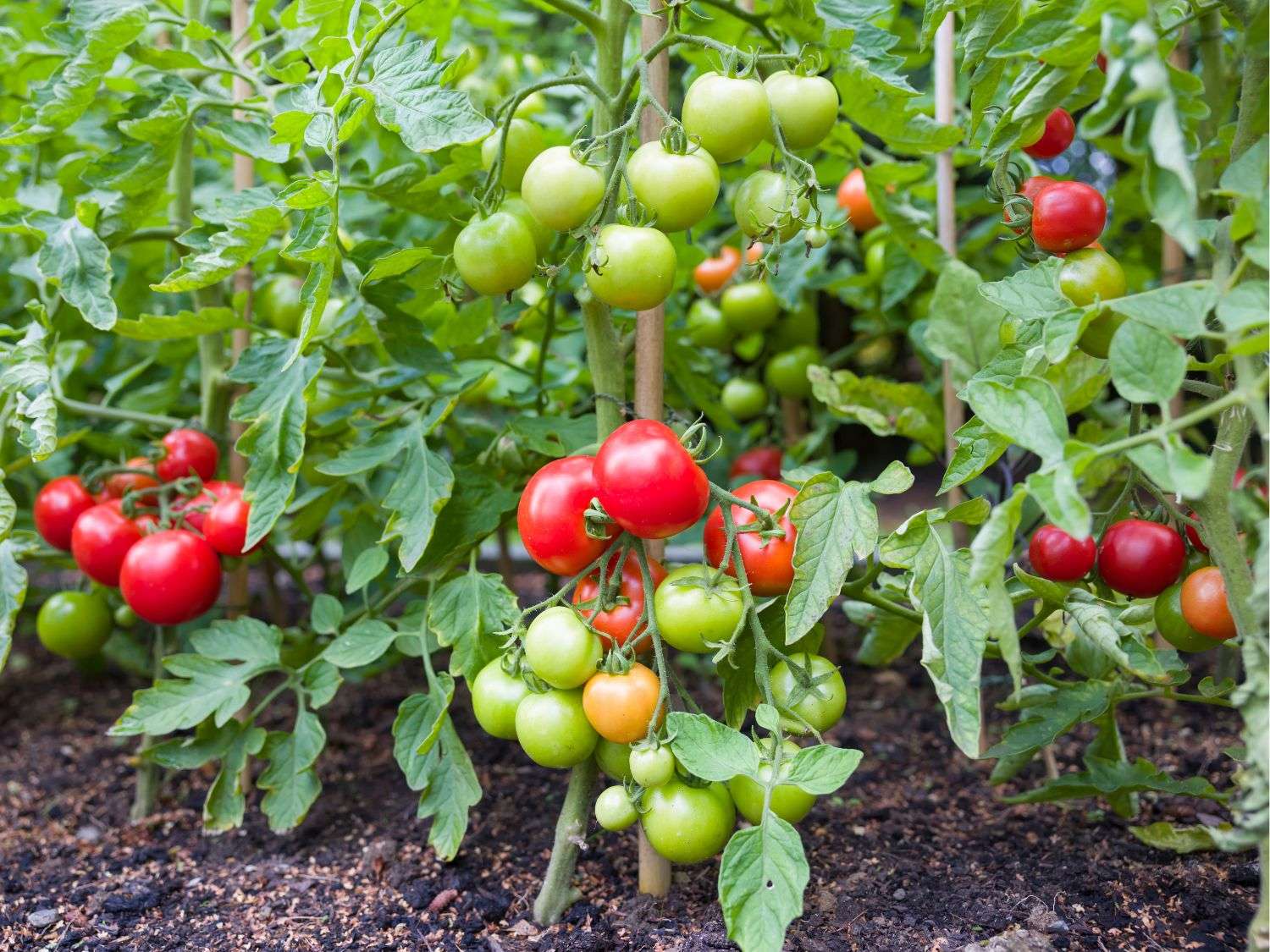 Tomatoes growing in a garden