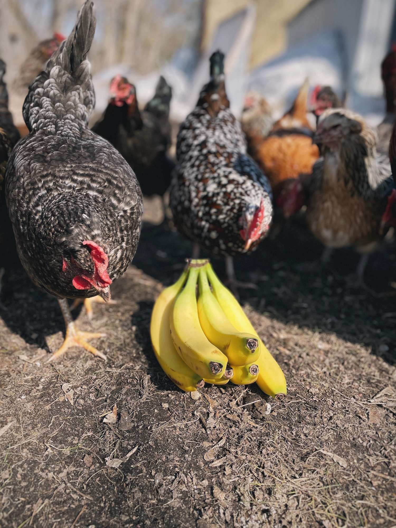 A flock of chickens checking out a bunch of bananas outside of the coop