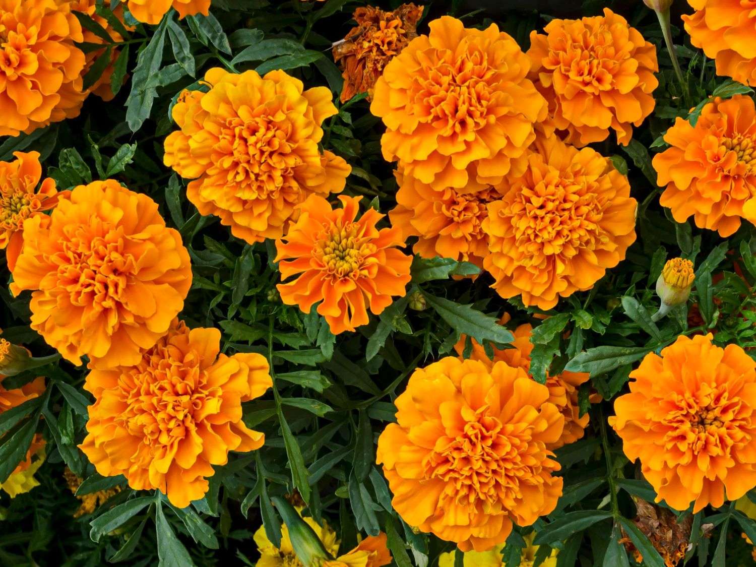 A photo of orange marigolds in a garden