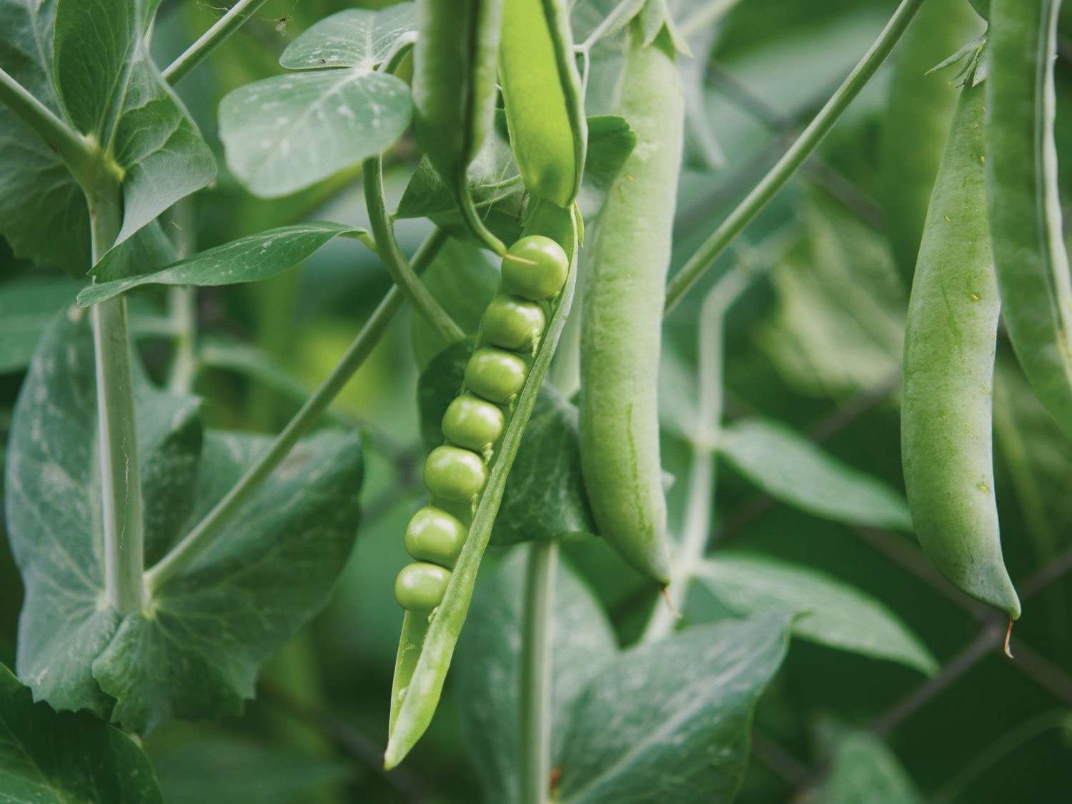 A closeup photo of peas growing in the garden