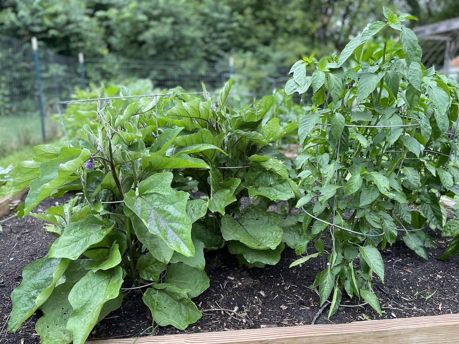 A close up photo of eggplants next to pepper plants for companion planting