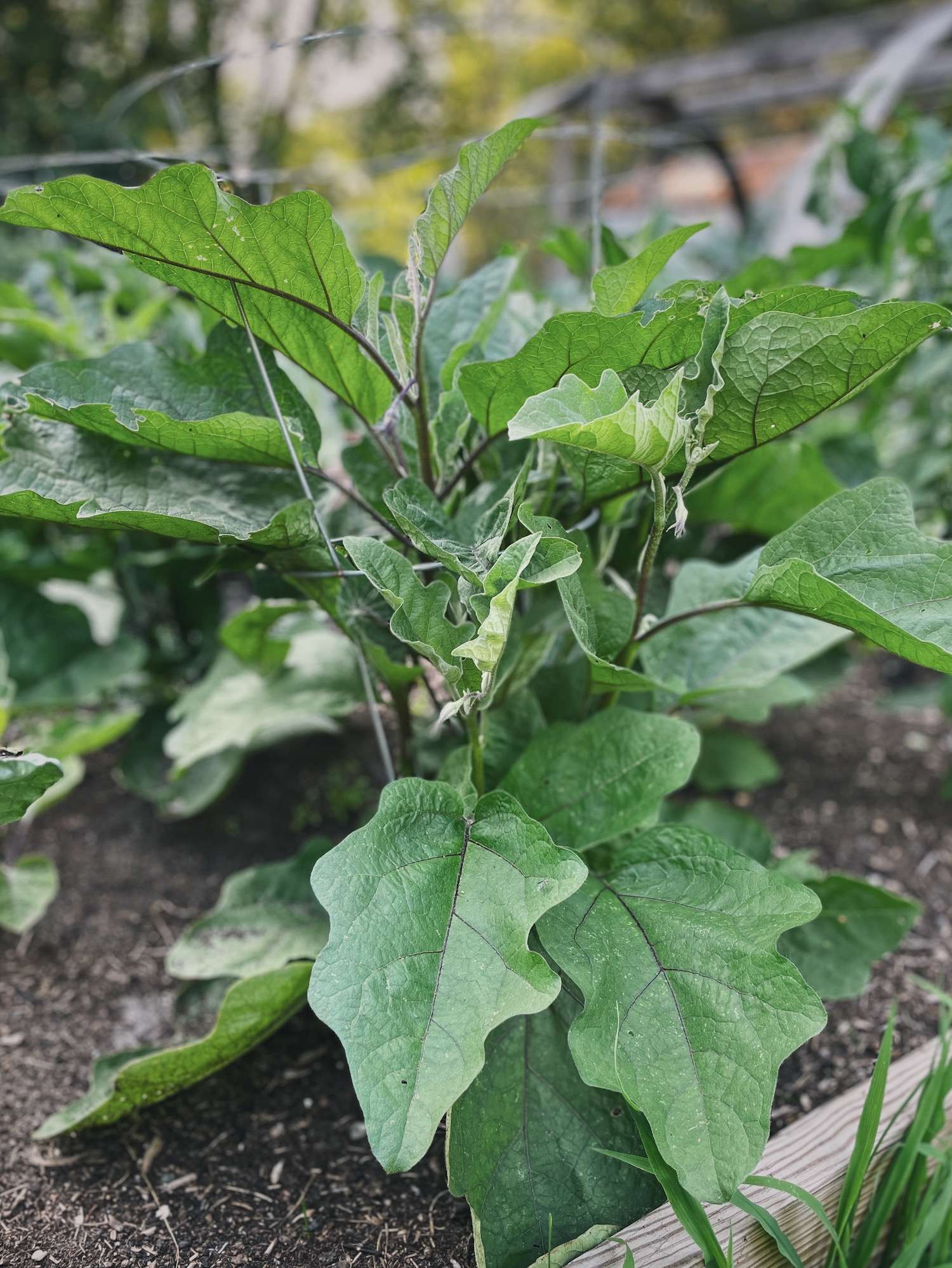 A photo of a healthy eggplant in the garden