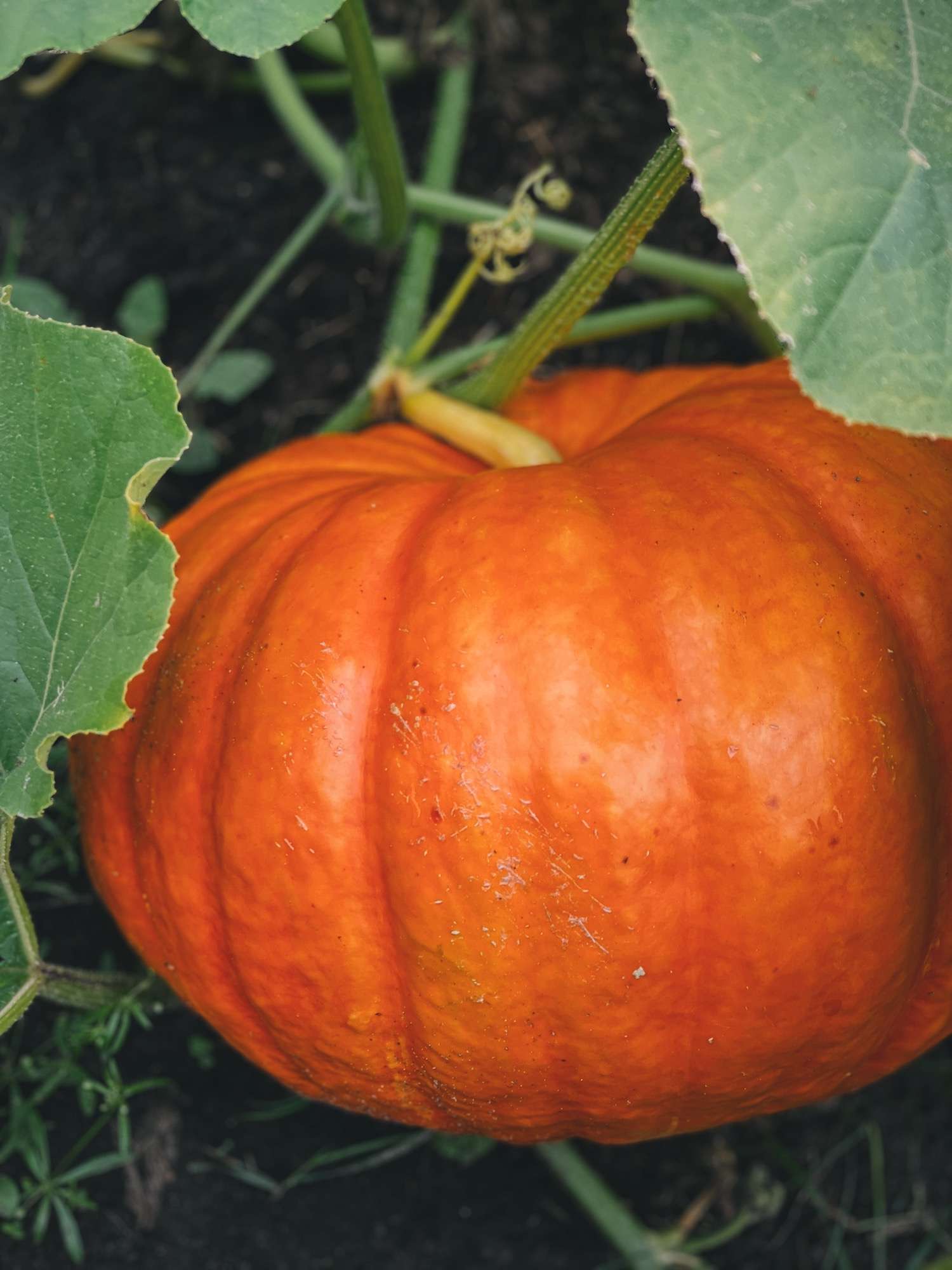 A close up view of a cinderella pumpkin growing in the garden