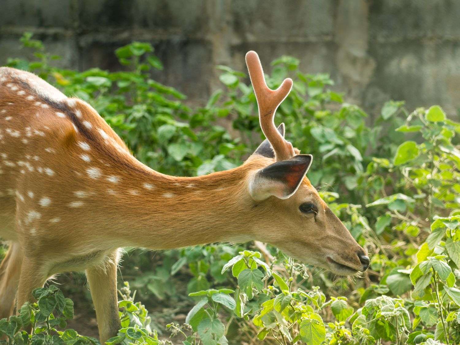 A photo of a spotted deer in a garden