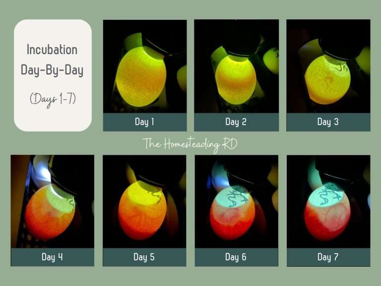 Candling Chicken Eggs DayByDay Development