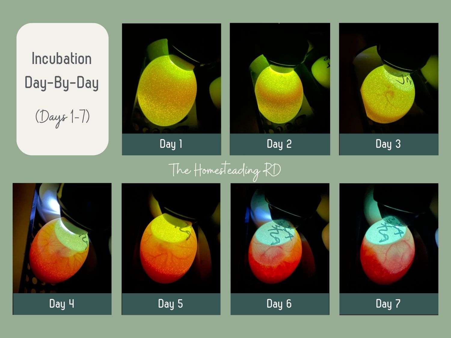 A series of photos showing chick development from days 1-7