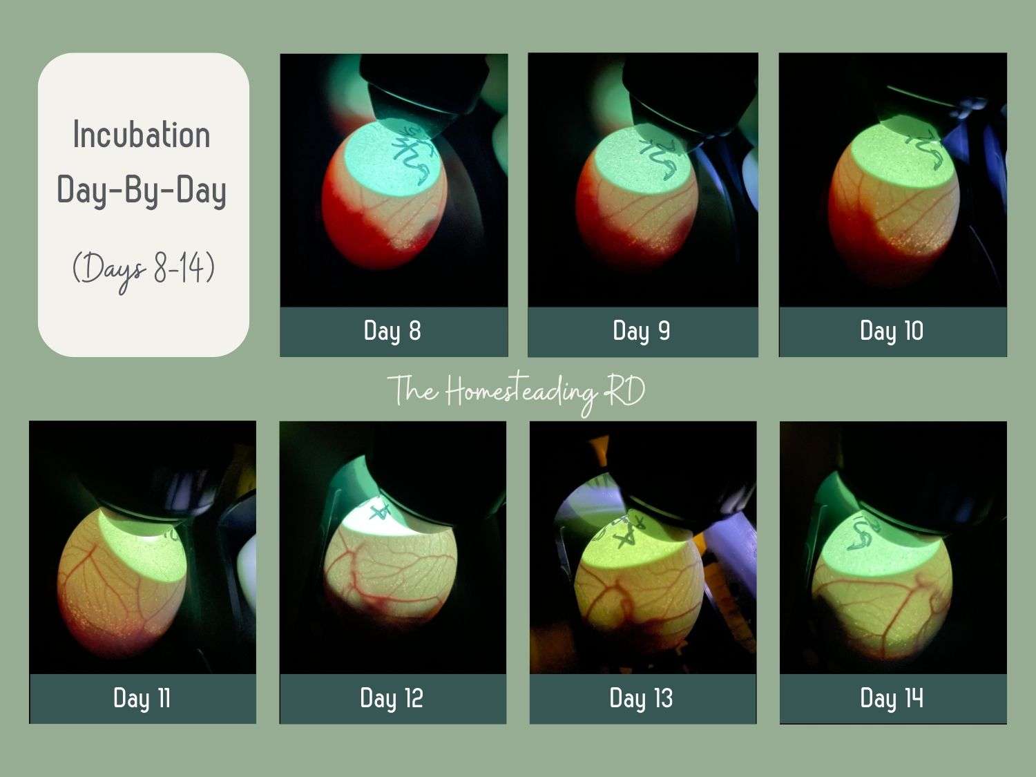 Egg Candling Chart - Backyard Poultry