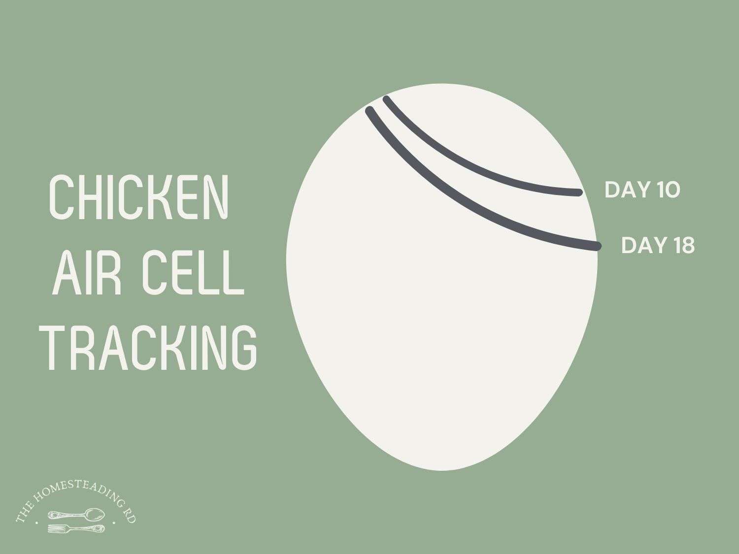 A photo graphic showing air cell development when incubating chicken eggs