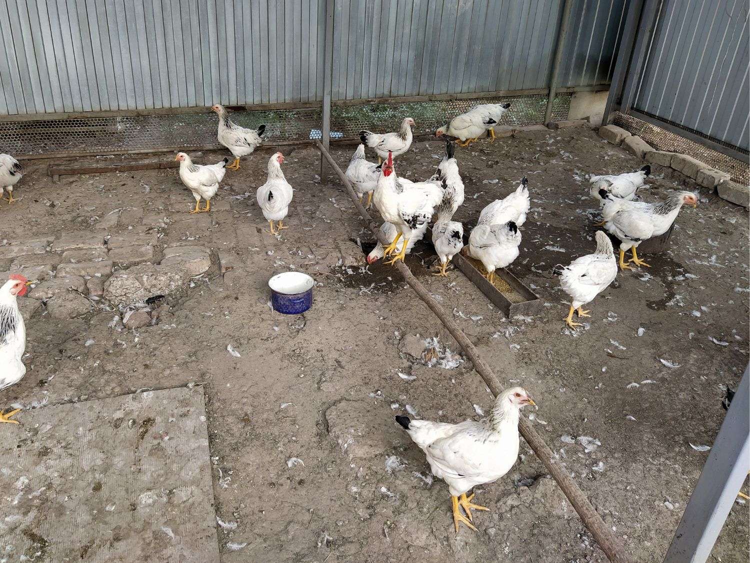 A photo of a dirt floored chicken coop or barn. Many white chickens.