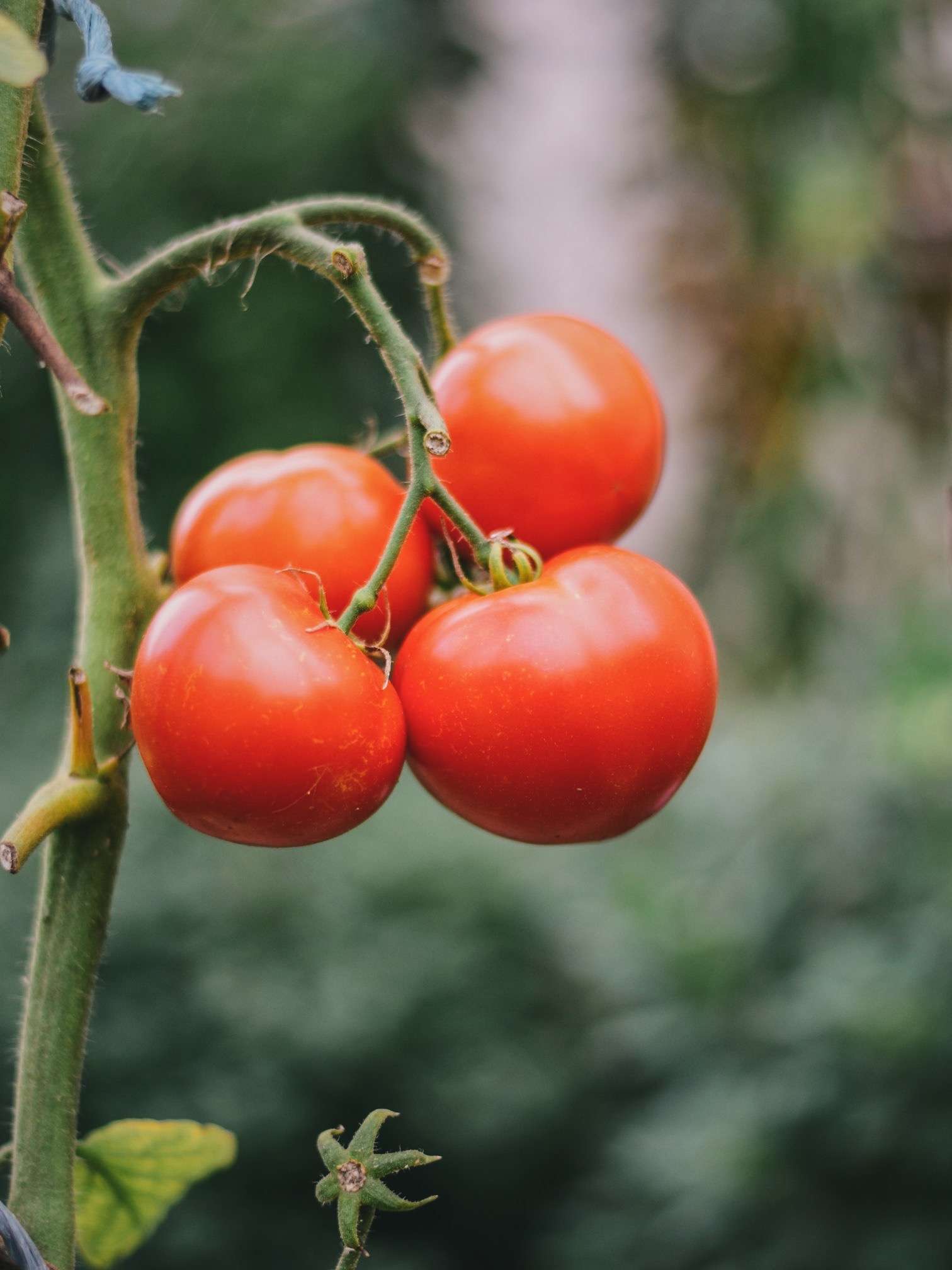 A close up photo of a cluster of tomatoes that are prime picking for deer