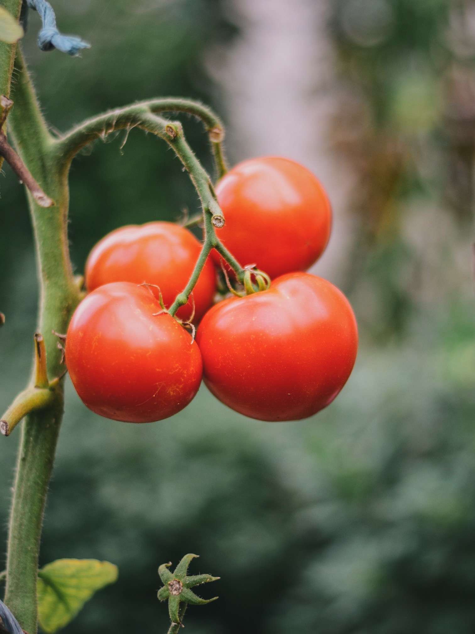 Do Deer Eat Tomatoes 6 Tips To Keep Them Away do-deer-eat-tomatoes-6-tips-to-keep-them-away
