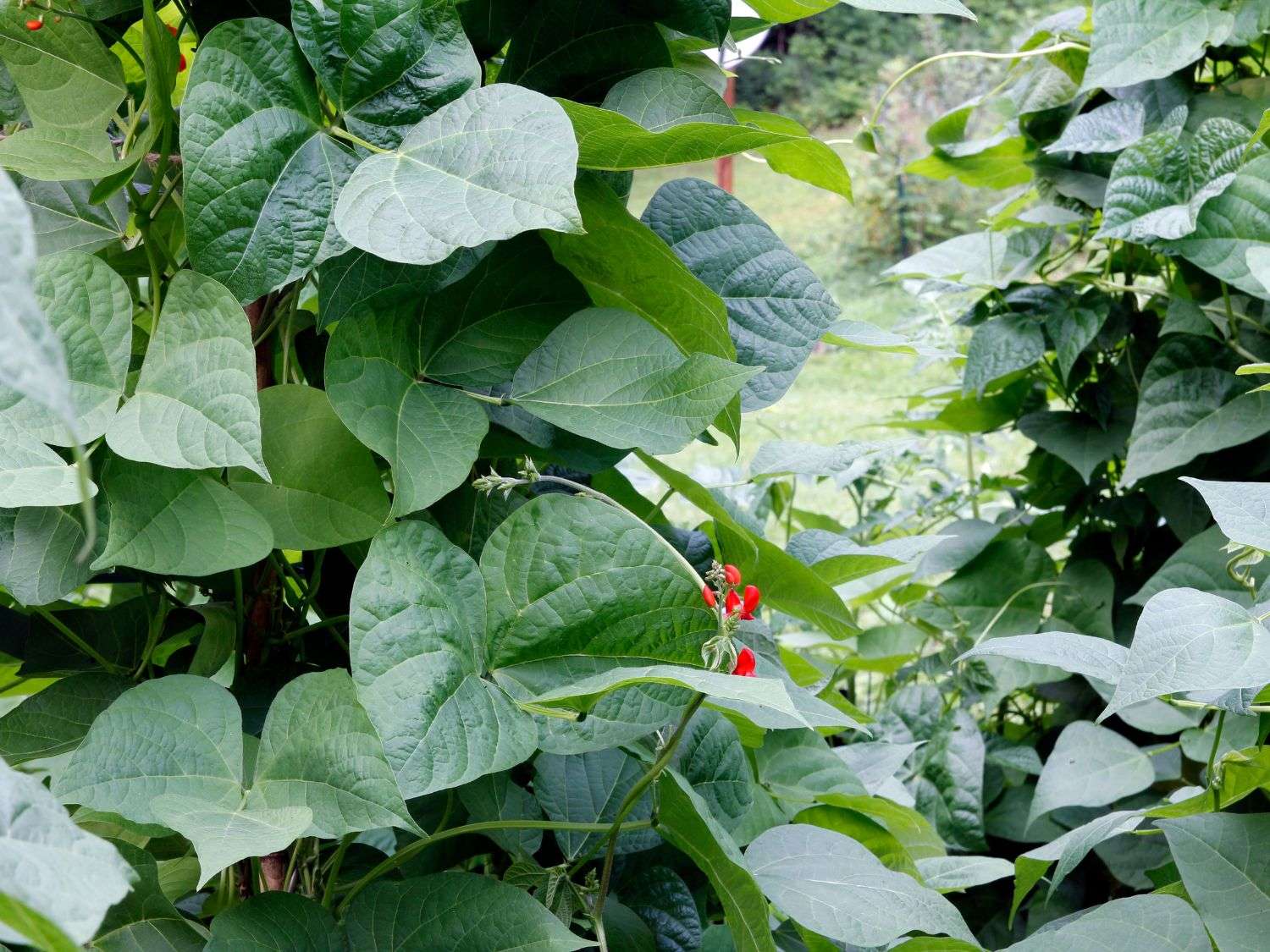 A photo of pole beans growing in the garden