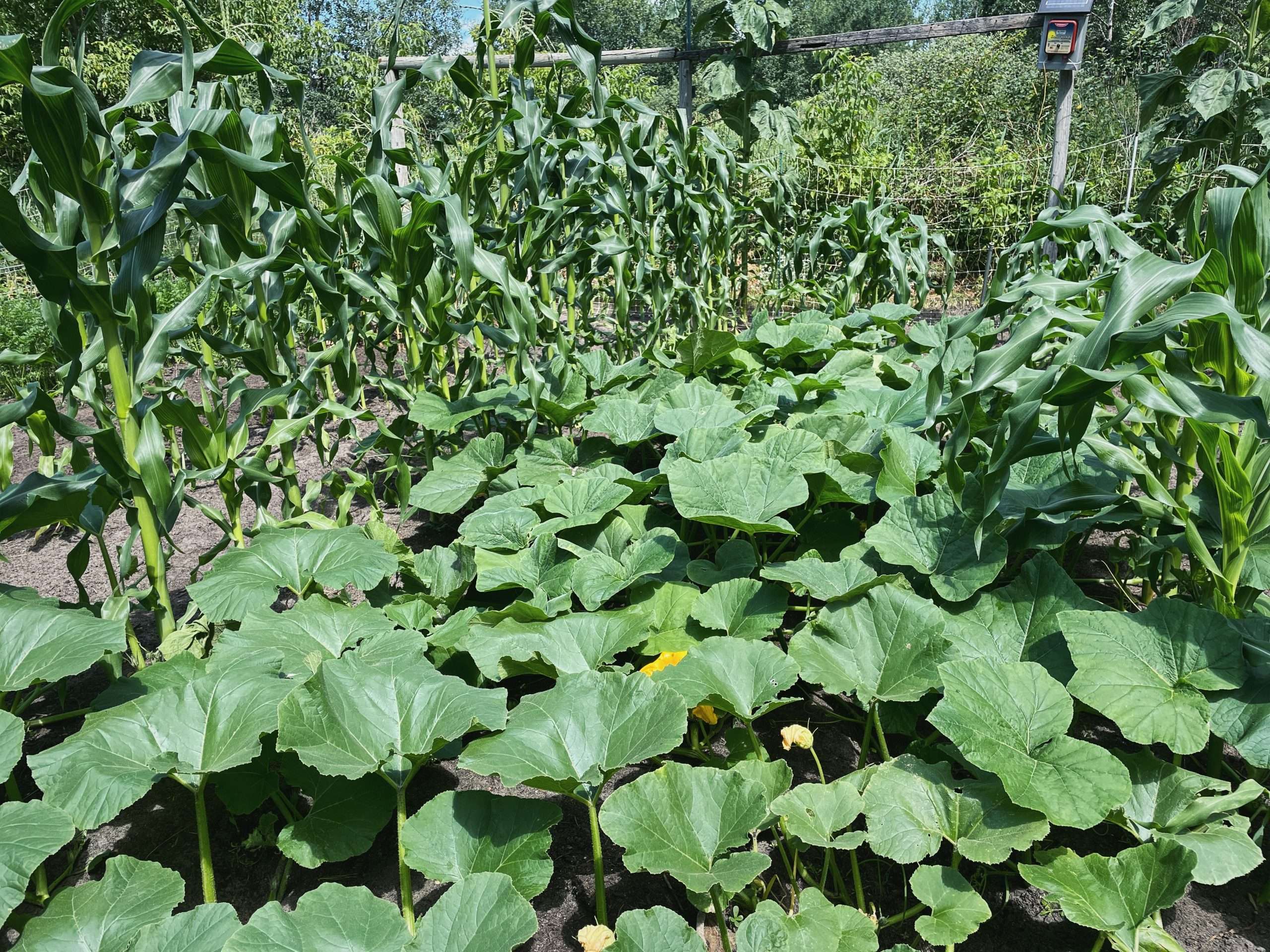 Corn planted with pumpkins as companion plants