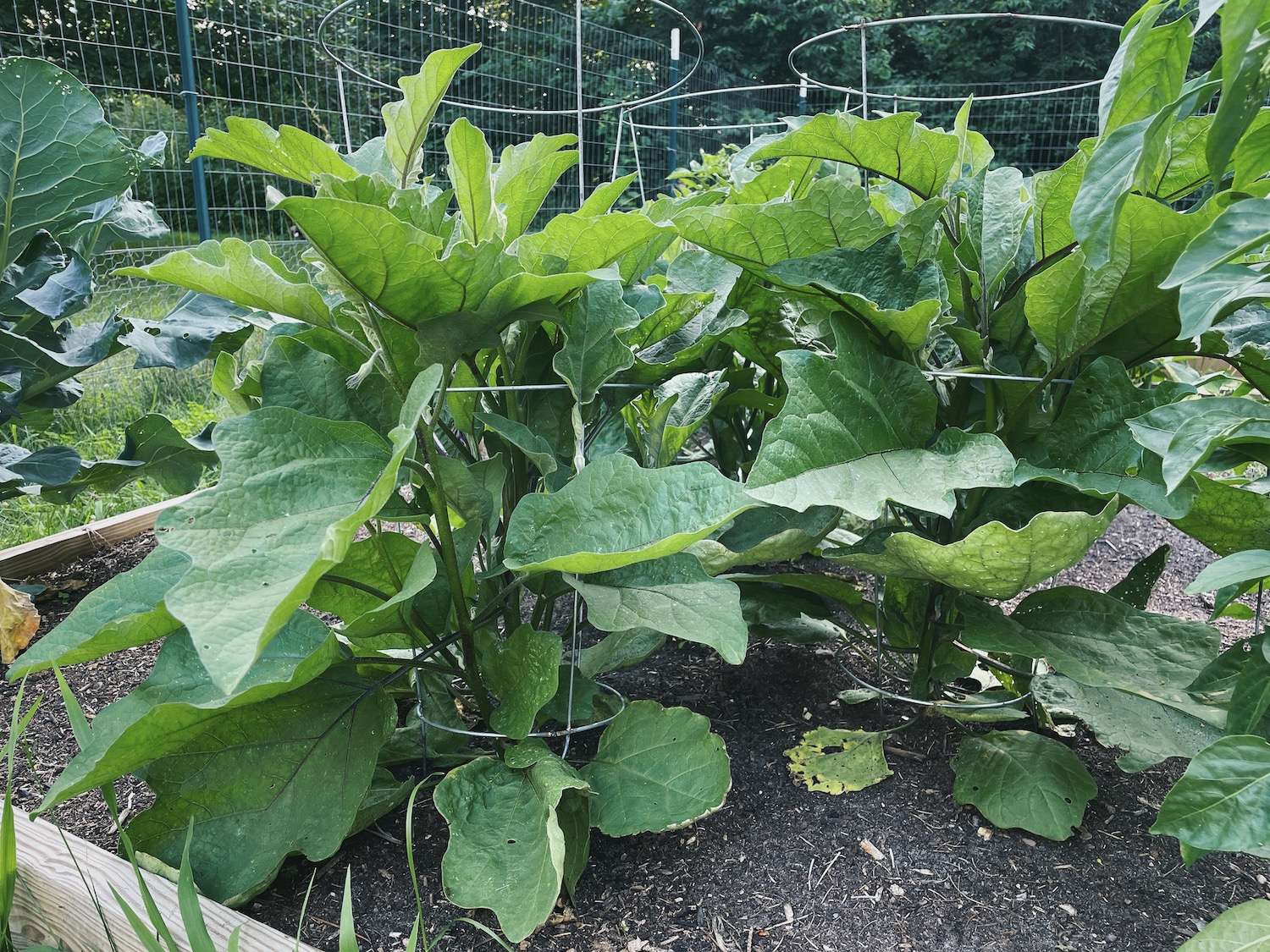 A photo of 2 eggplants in the garden