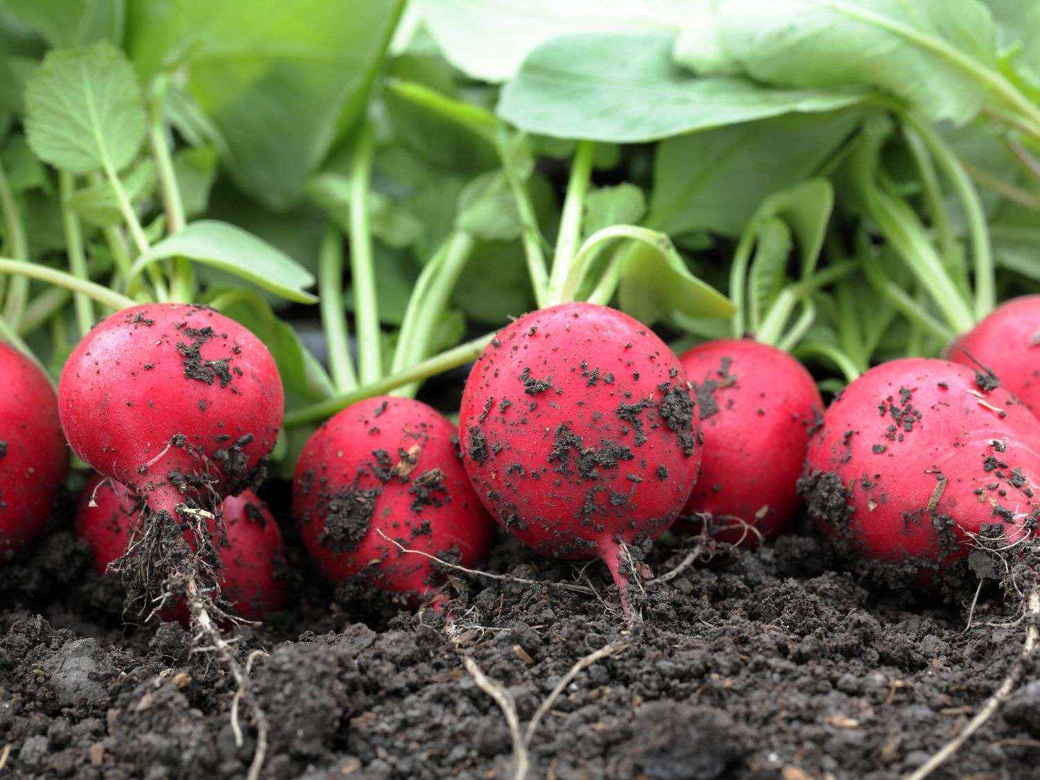 A photo of radishes in a row in the garden