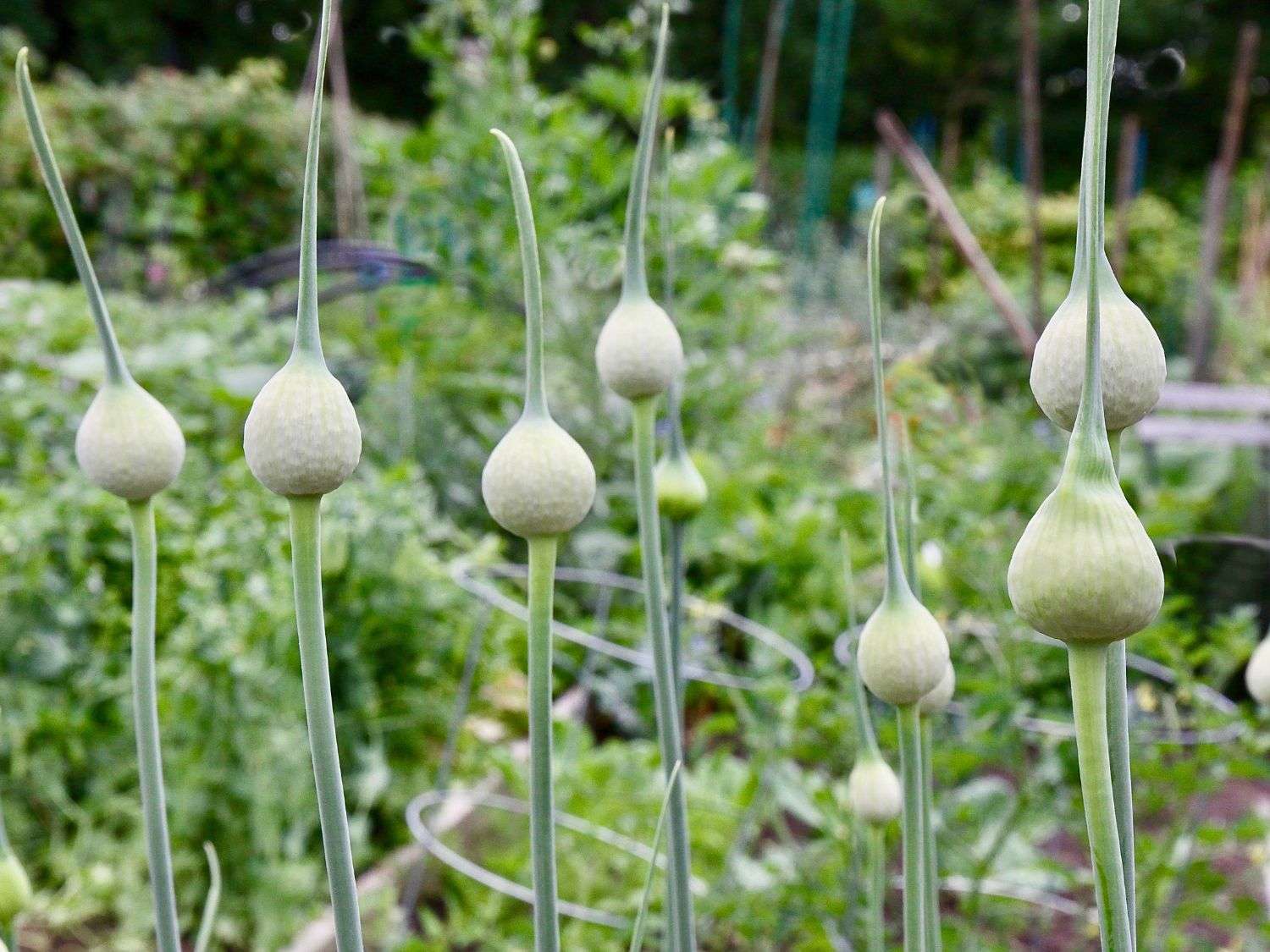 A photo of garlic scapes starting to flower