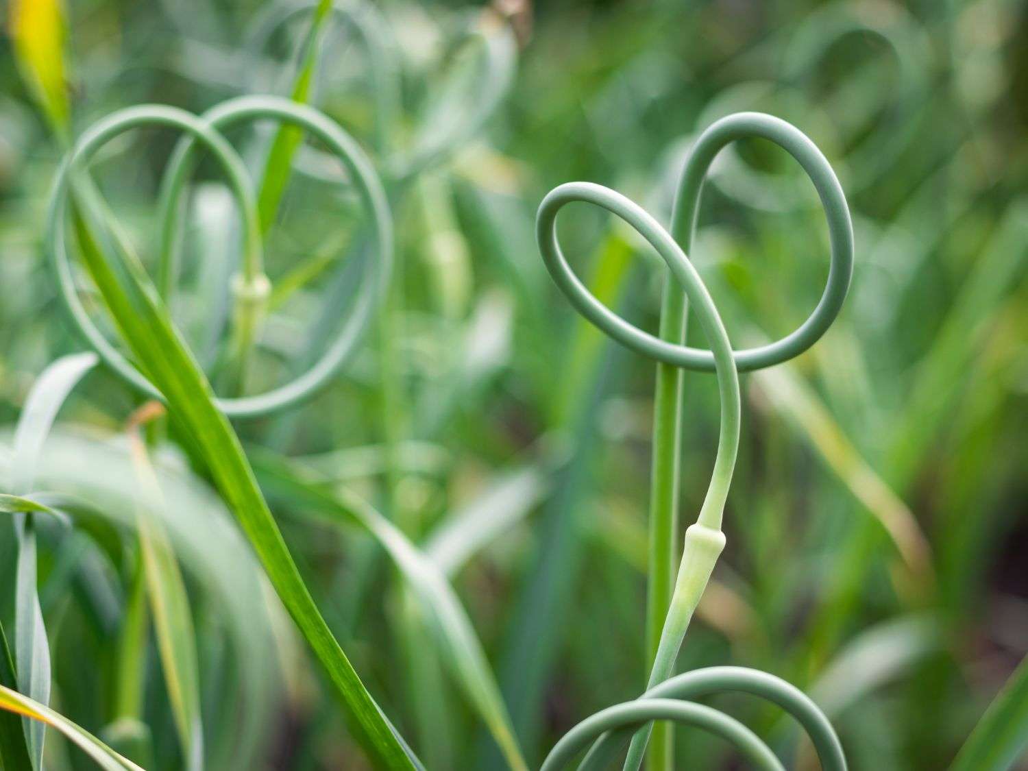 Garlic scapes with 2 curls