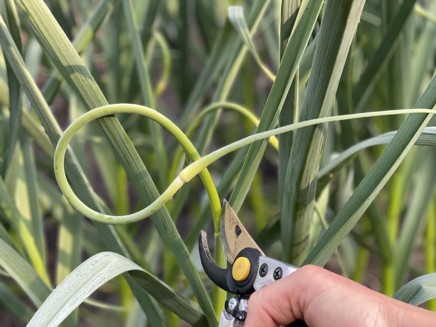 A photo of me holding my garden sheers up to the garlic scape to be harvested