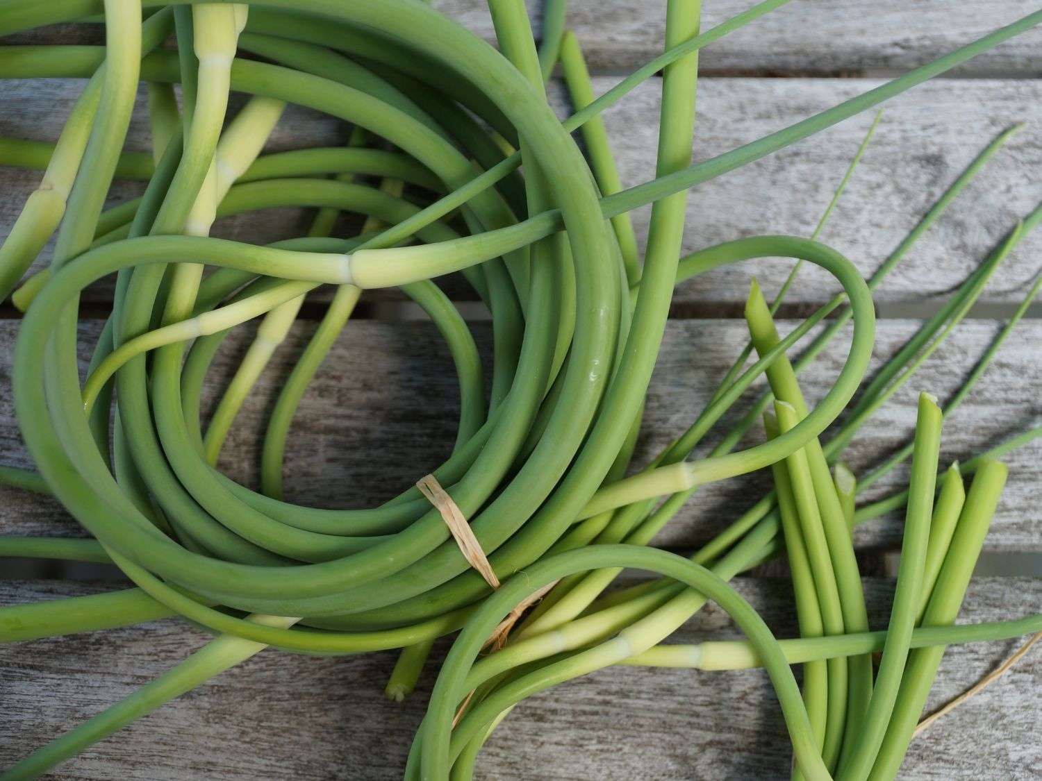A close up view of harvested garlic scapes on a wooden background
