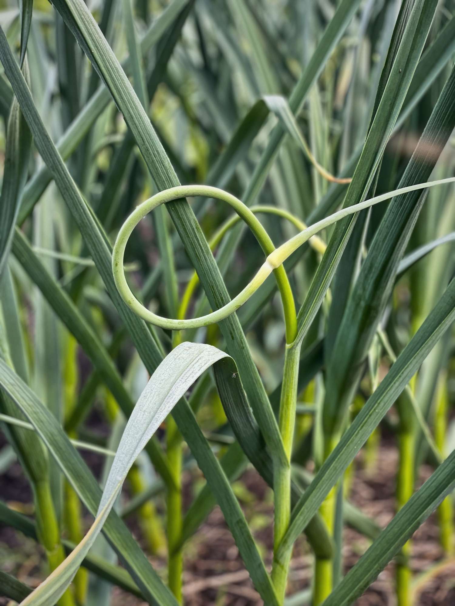 A close up photo of garlic scapes growing out of a garlic plant ready to be harvested.