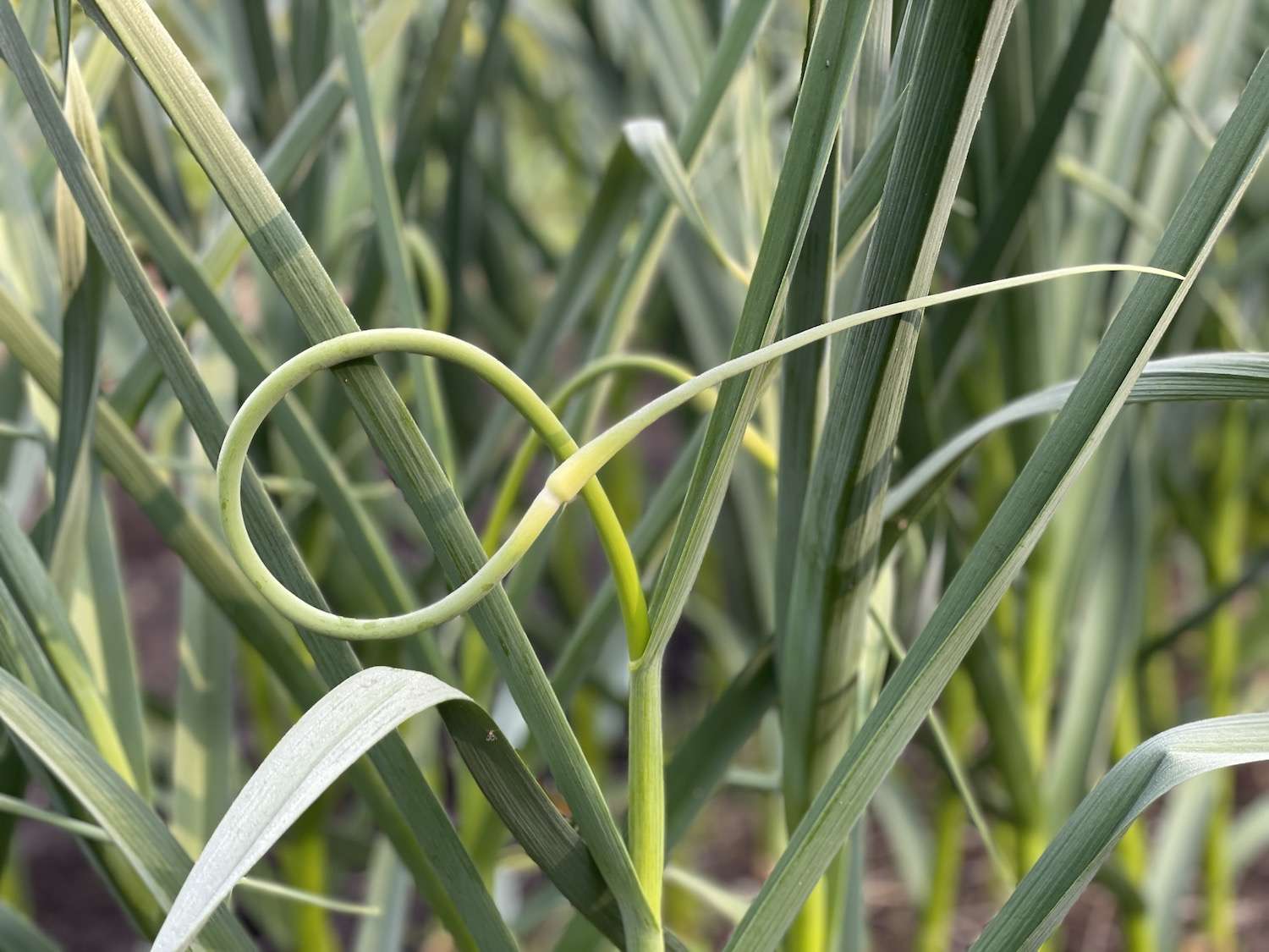 A garlic scape that is at the perfect time for harvesting